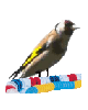 Anita